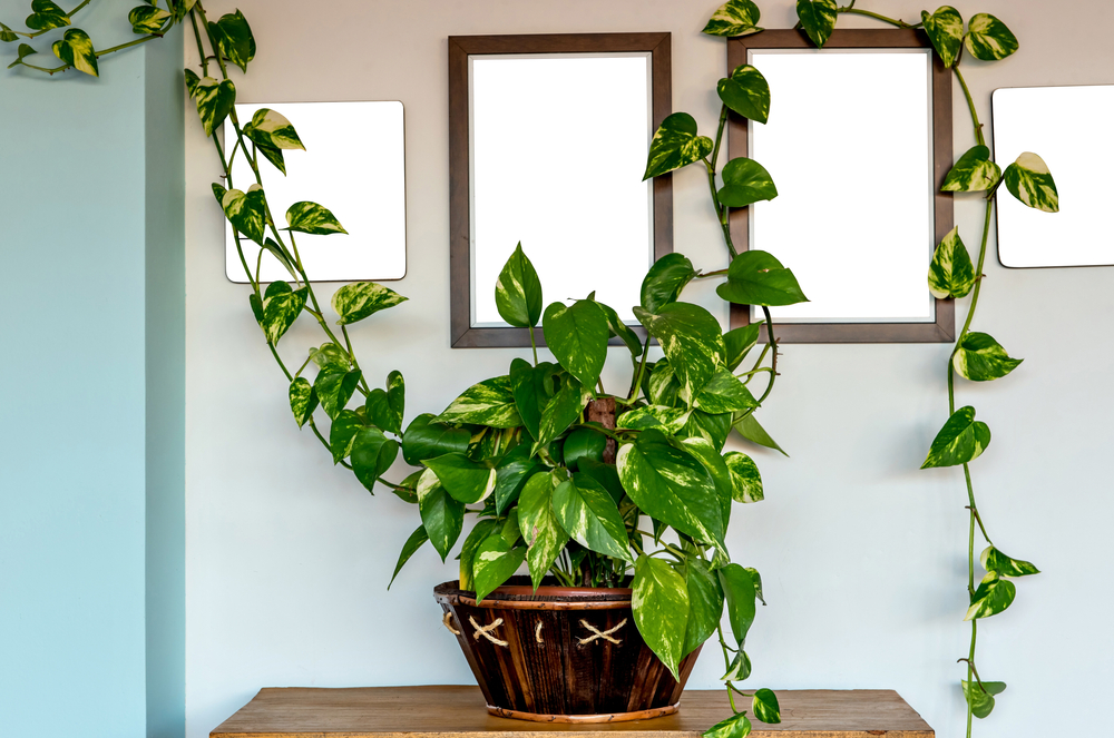 planta jiboia dentro de casas